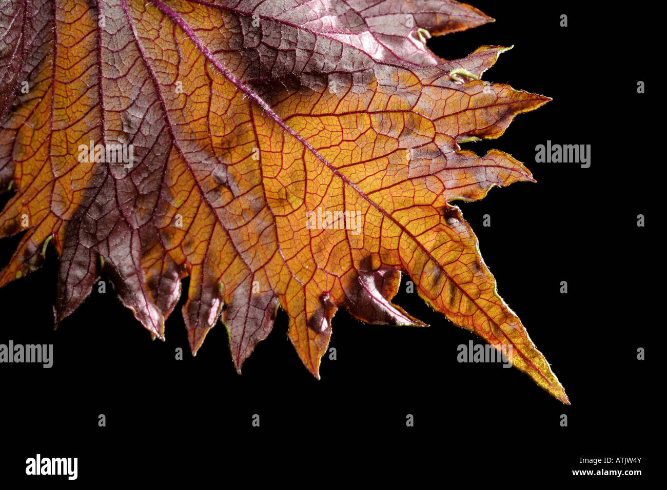 Close-up of a leaf of shiso, Perilla frutescens Stock Photo
