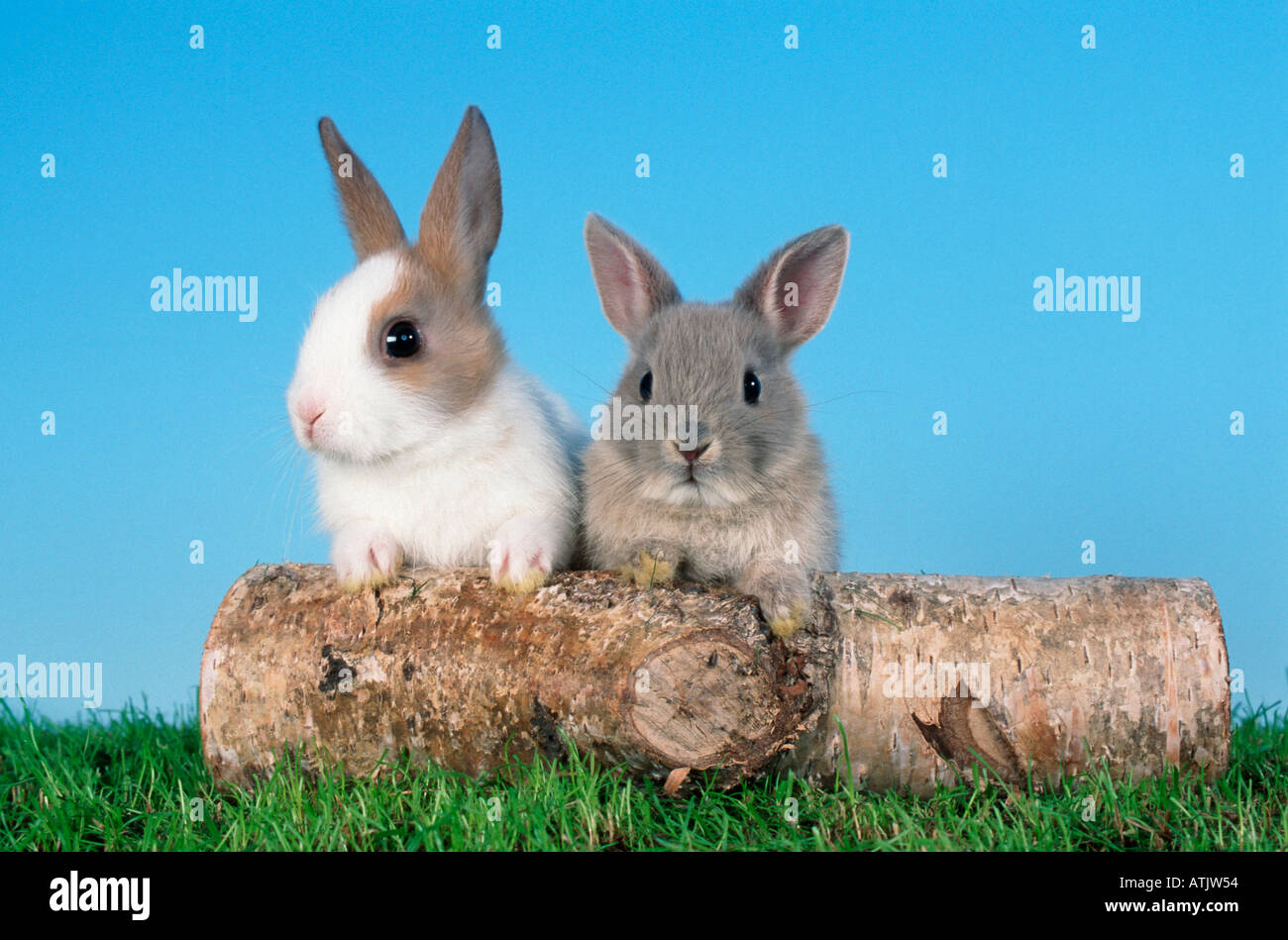 Pair rabbit hi-res stock photography and images - Alamy