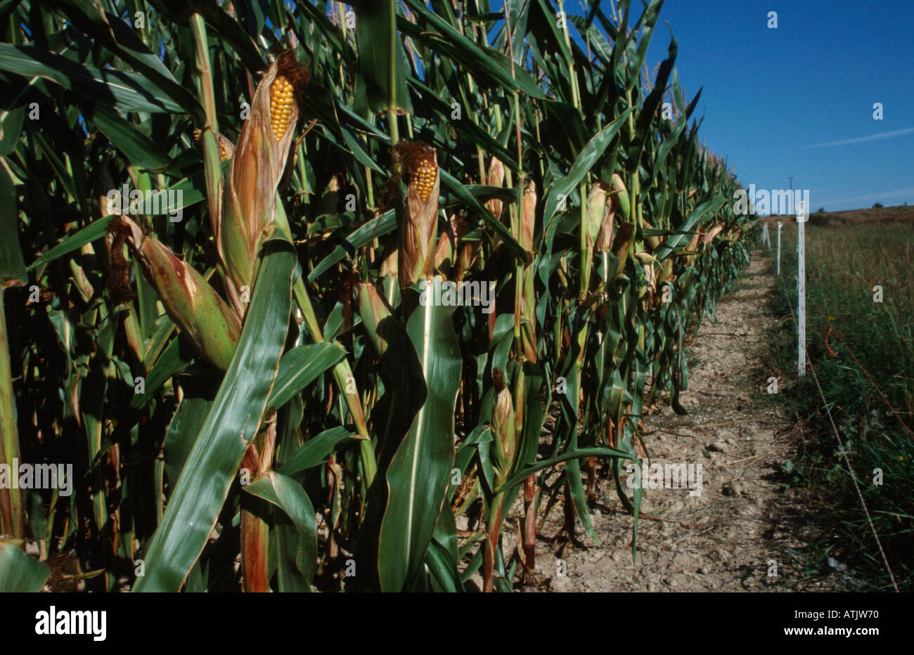 Corn maize hi-res stock photography and images - Alamy