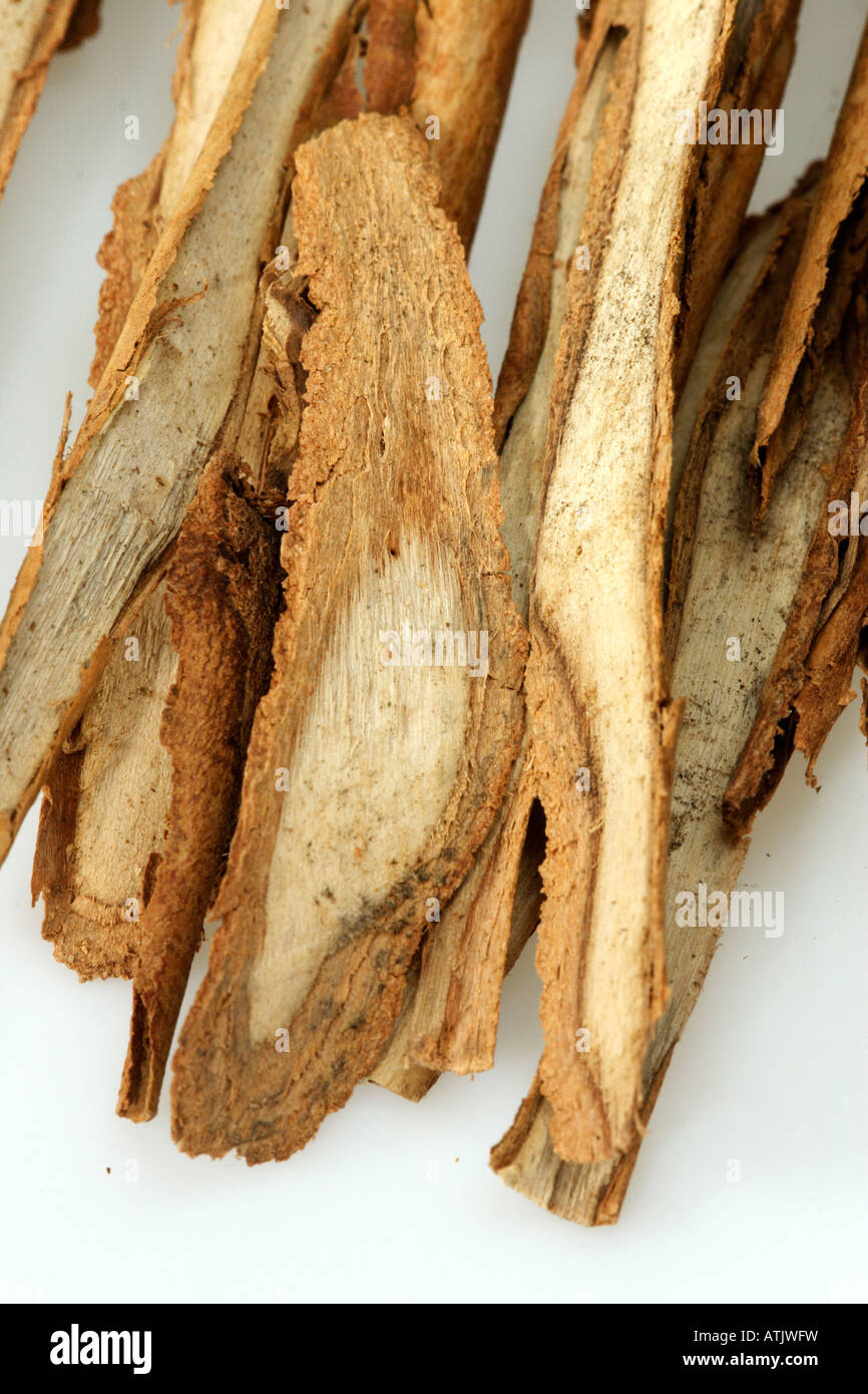 Cinnamon Stock Photo