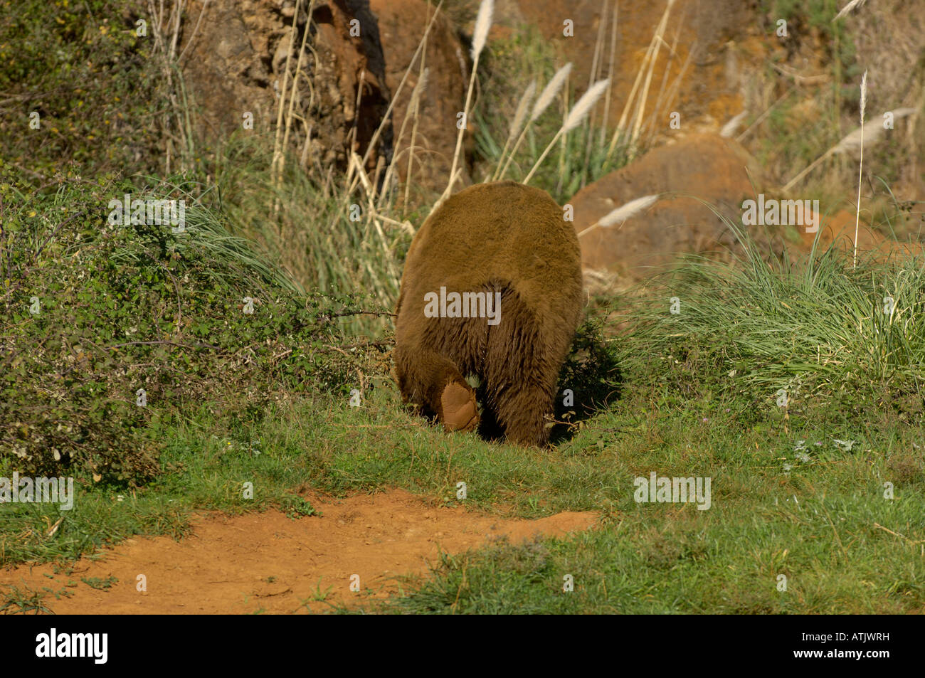 European Brown Bear Ursos arctos  Cantabrica, Spanish race, Photographed in Spain Stock Photo