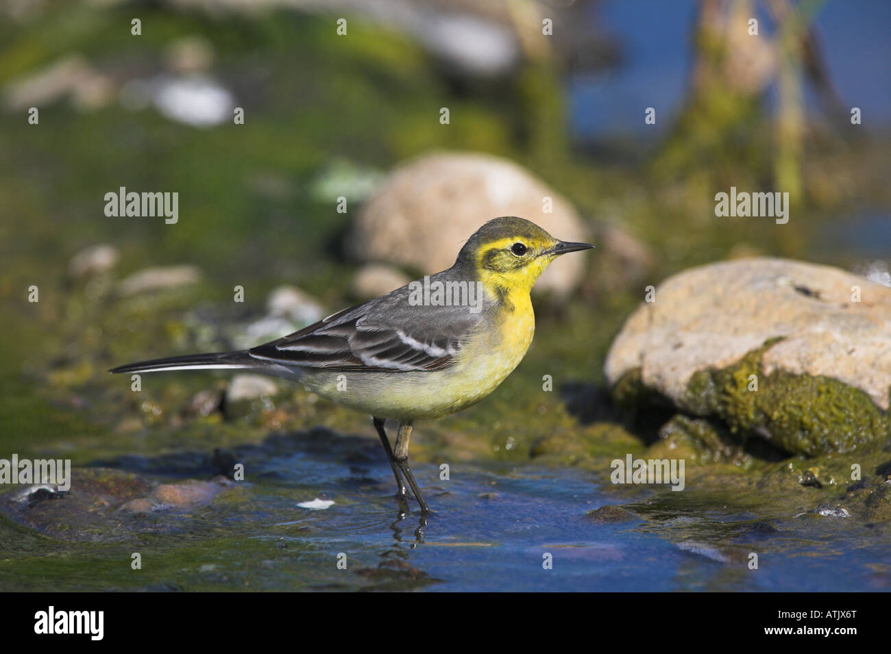 Citrine Wagtail Motacilla citreola female bathing in freshwater pool in Lesvos, Greece in April. Stock Photo