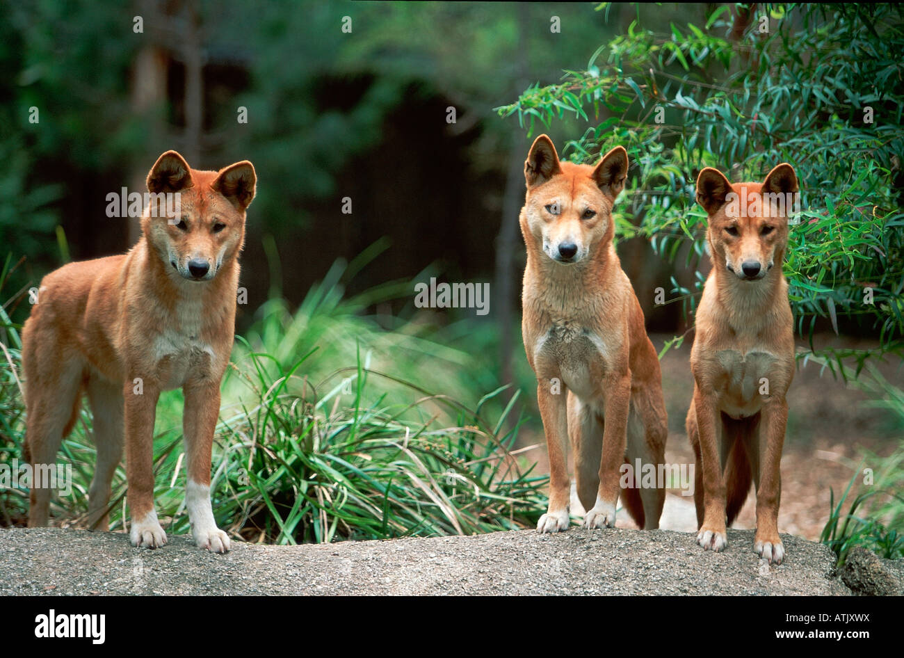 Dingo Stock Photo