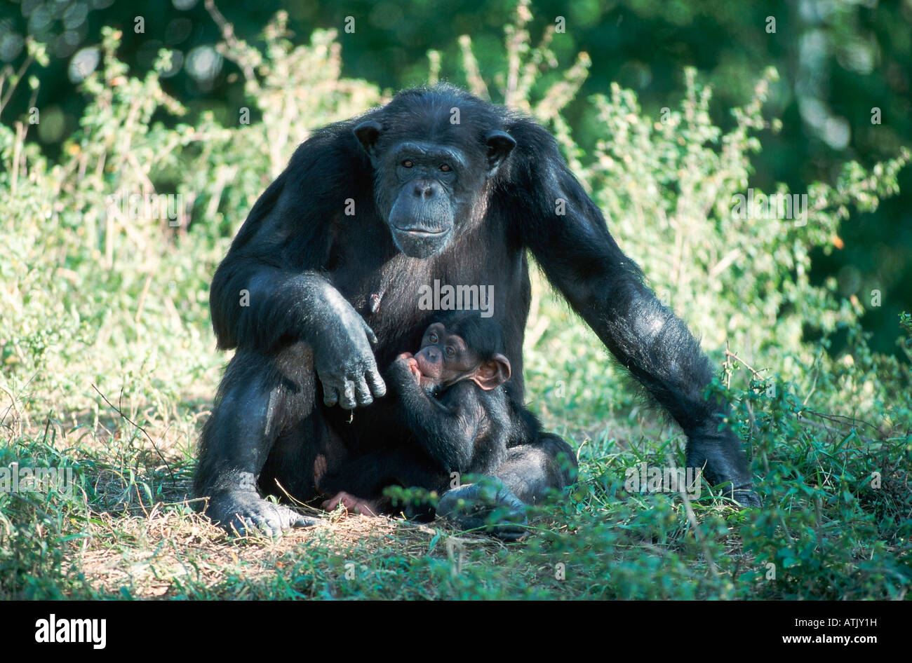 Chimpanzee / Chimpy Stock Photo - Alamy