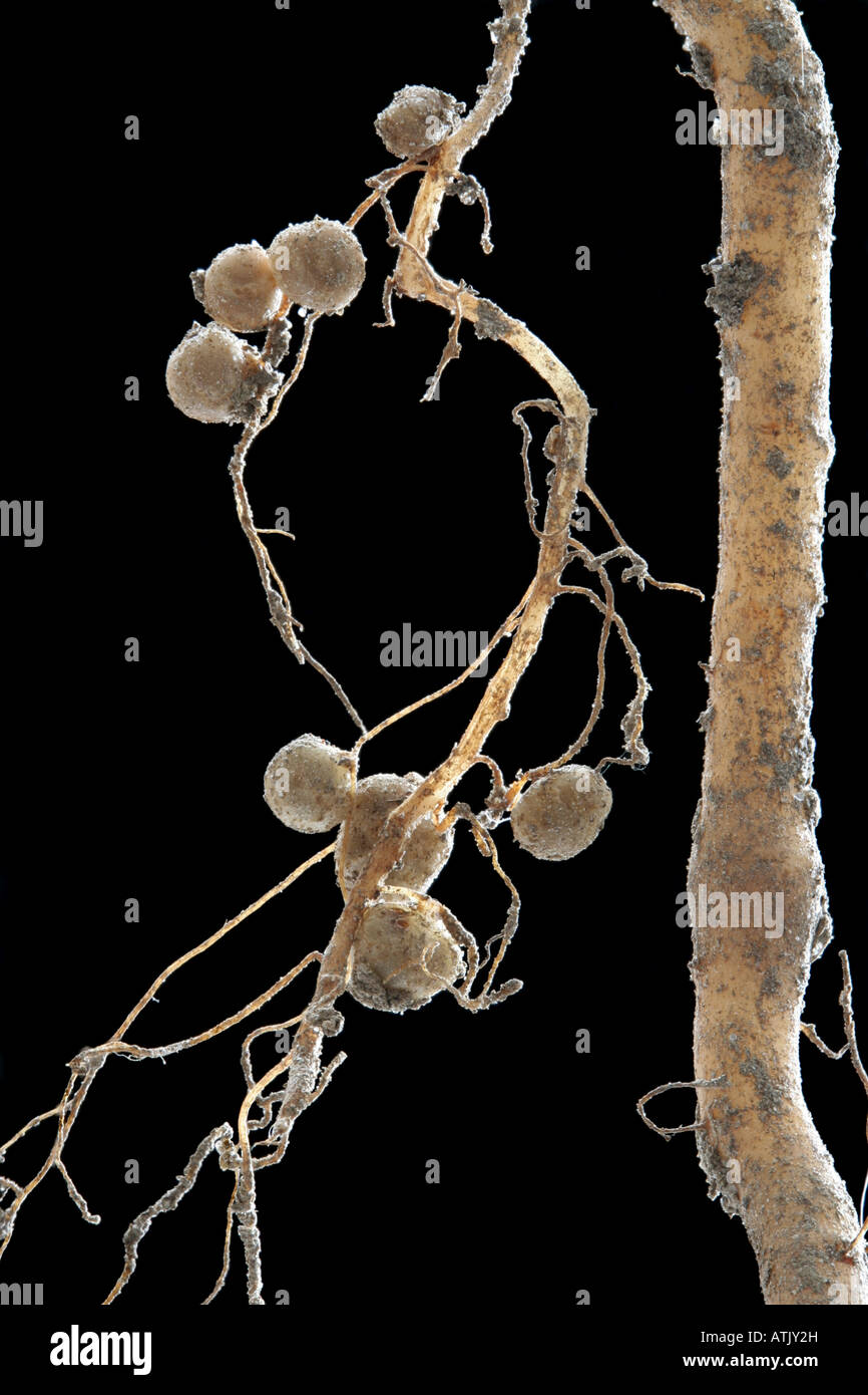 Nodules on roots of common bean (Phaseolus vulgaris) Stock Photo