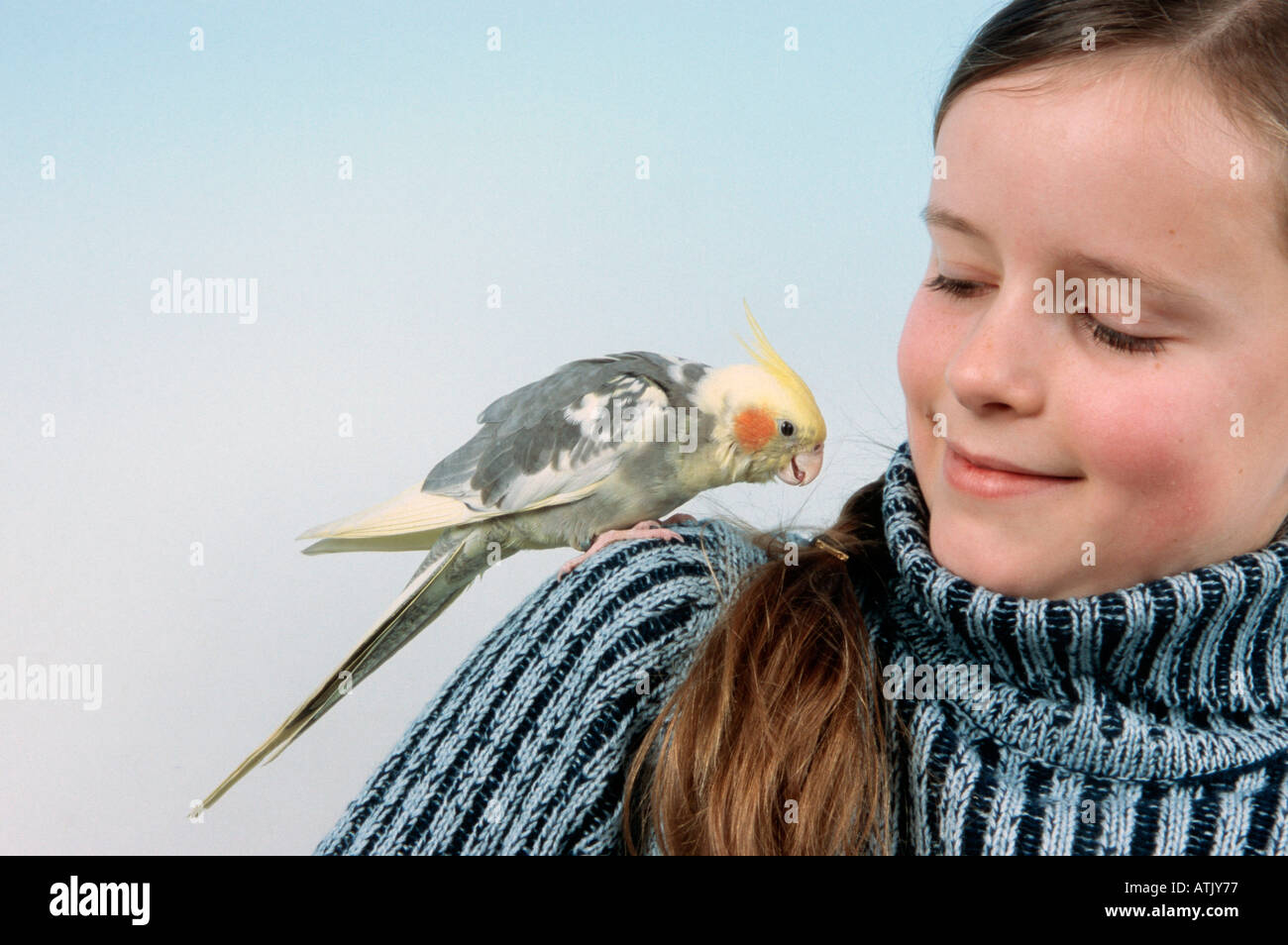 Cockatiel Stock Photo