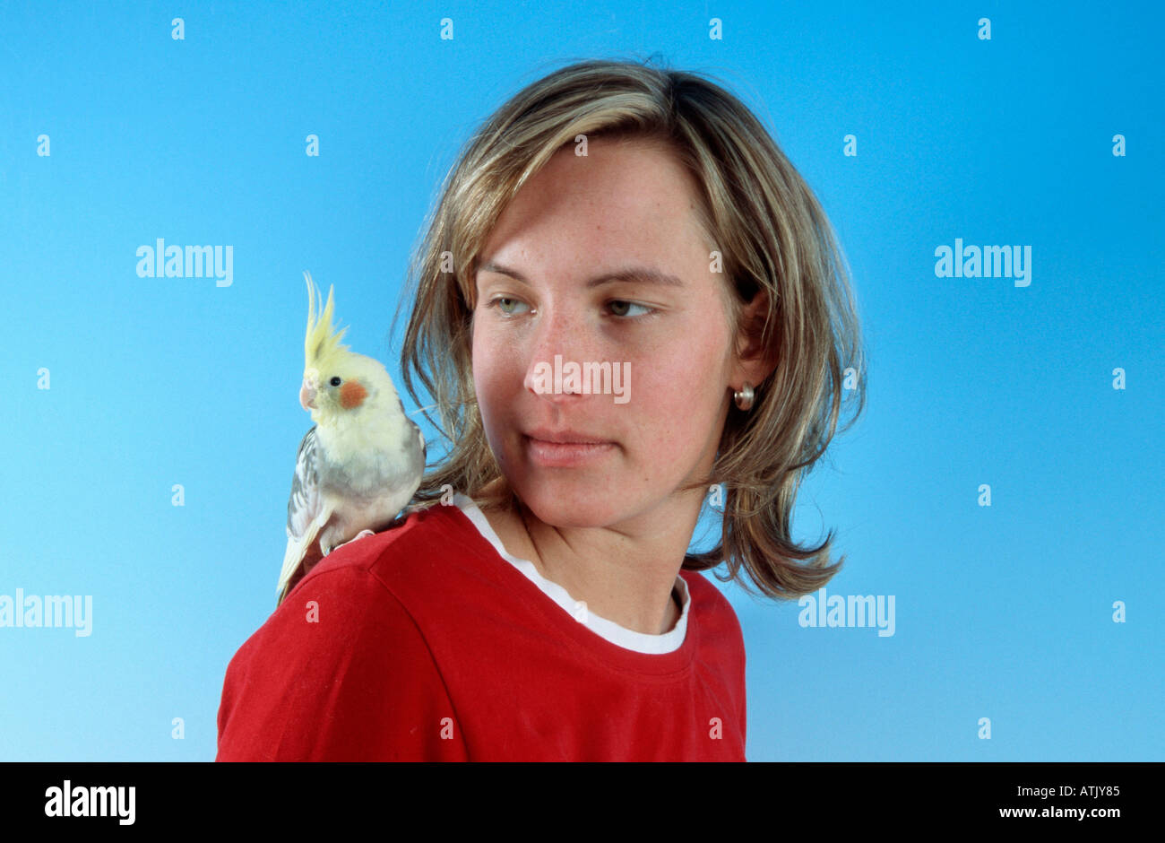 Cockatiel Stock Photo