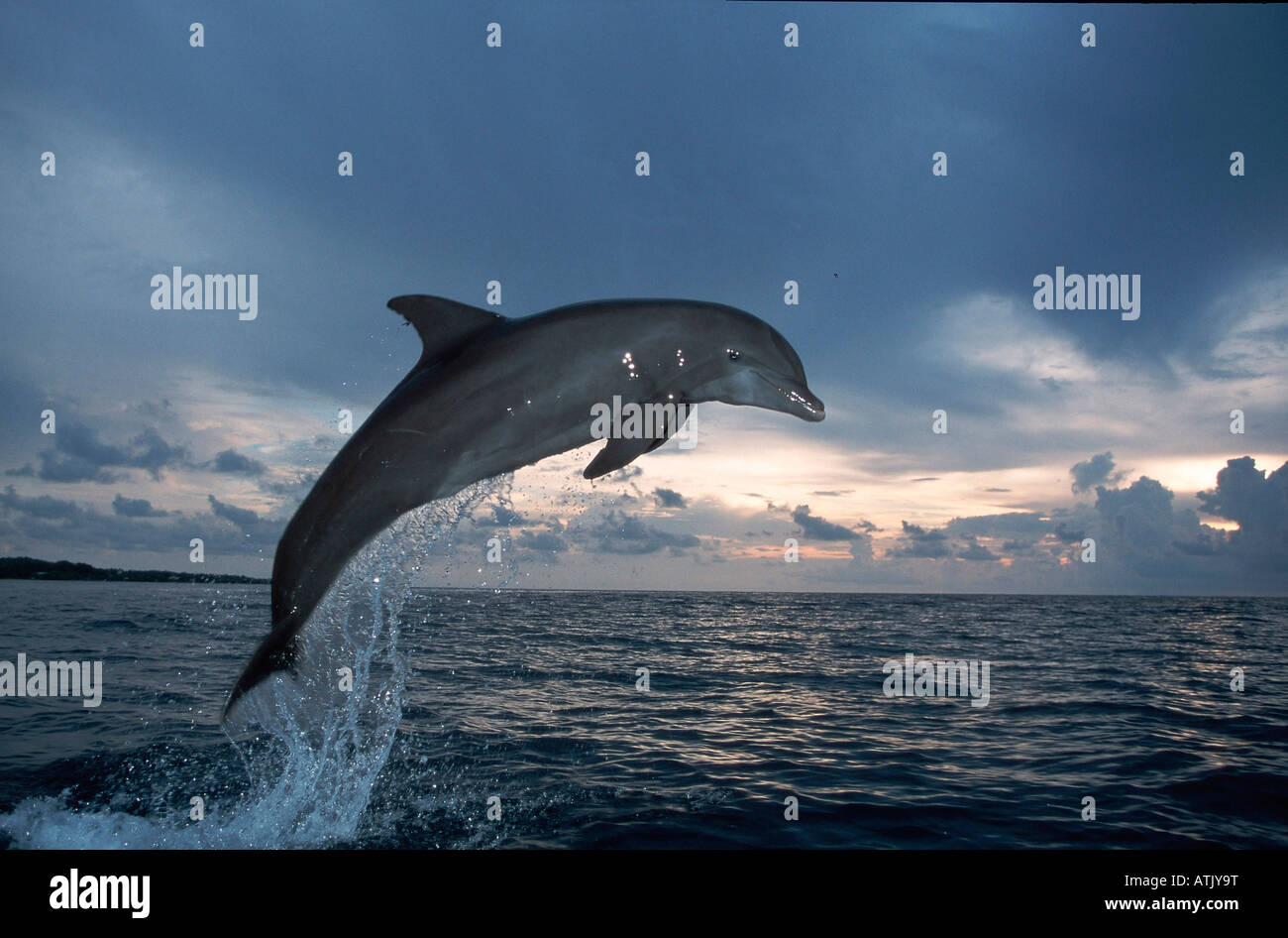 Delfin delphin hi-res stock photography and images - Alamy