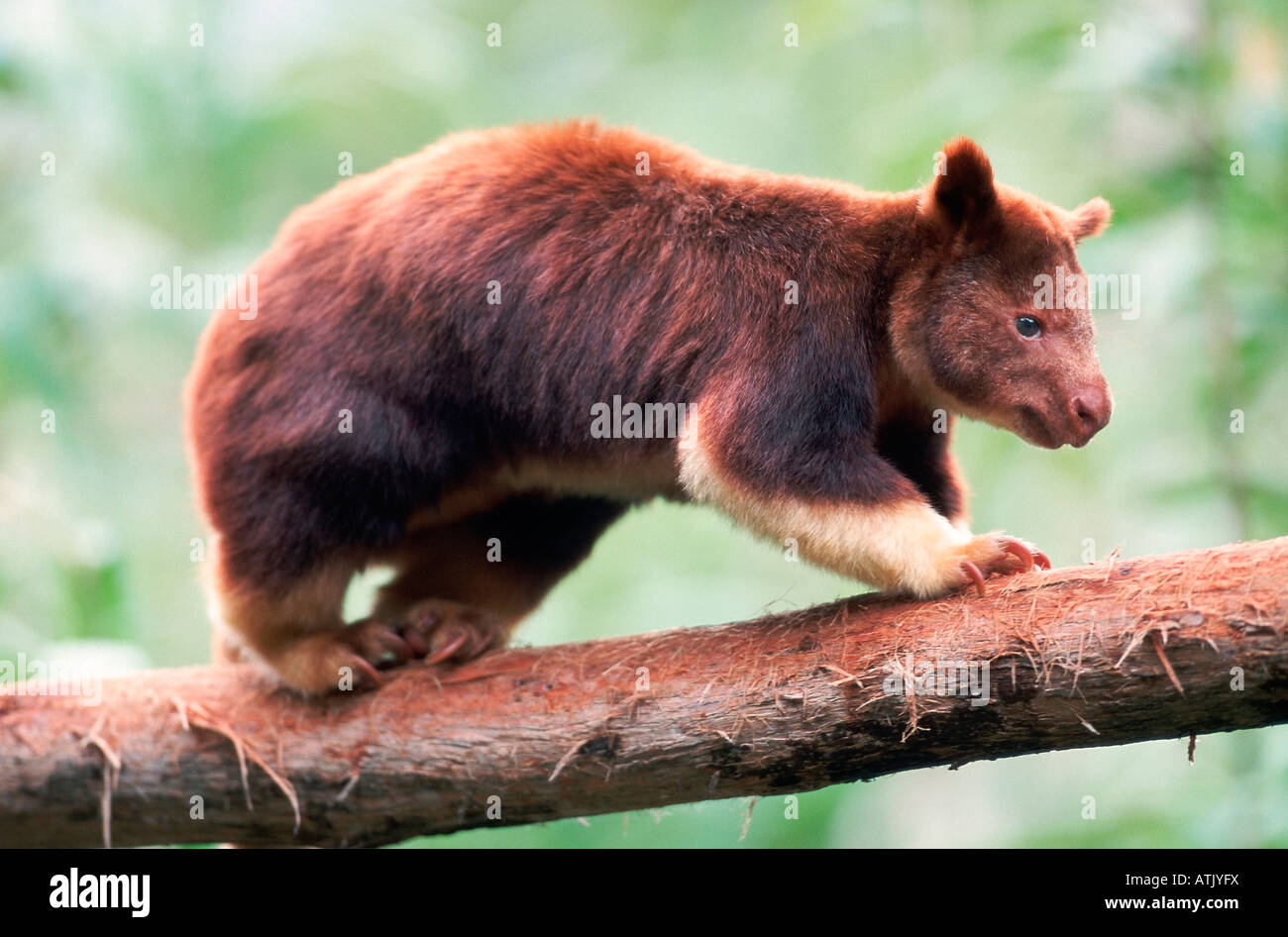 Goodfellows hi-res stock photography and images - Alamy