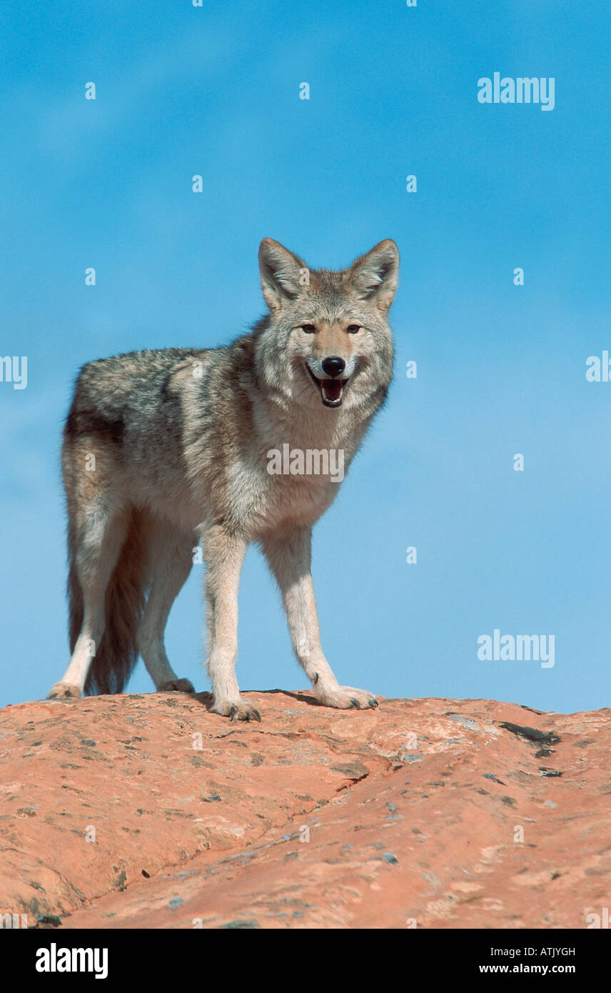 Arizona coyote animal hi-res stock photography and images - Alamy