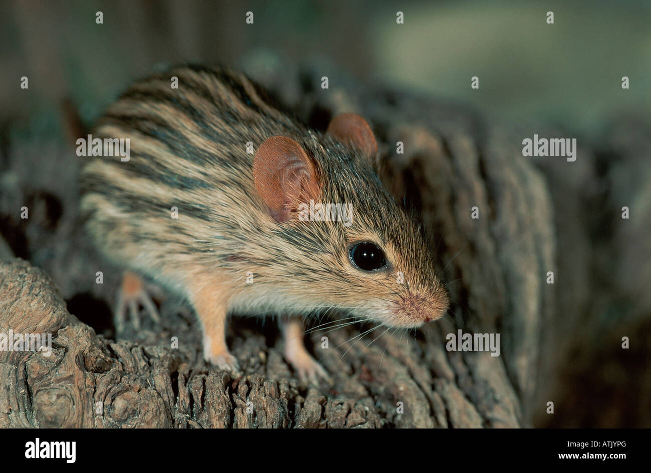 Striped Grass Mouse Stock Photo