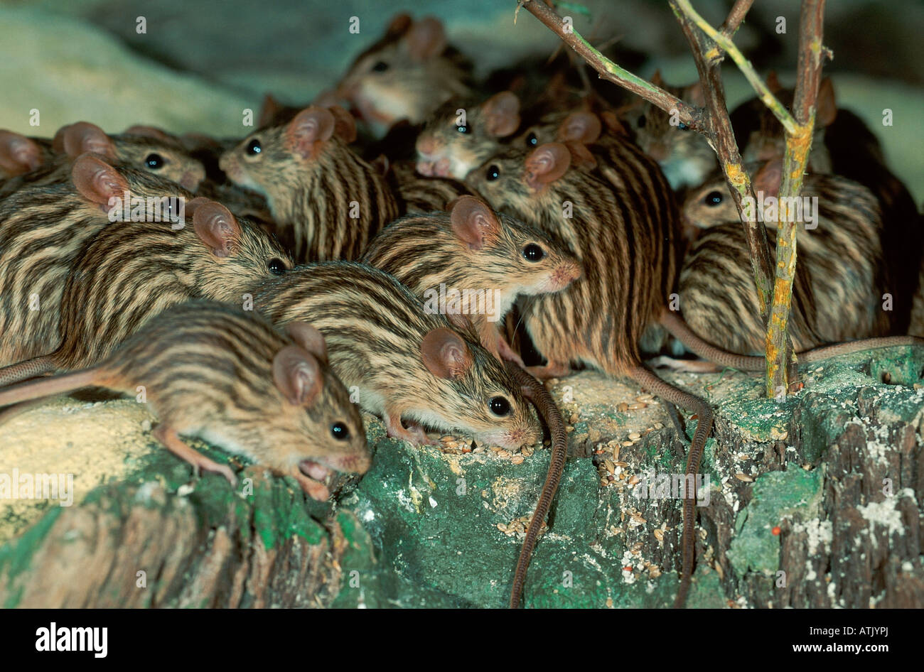 Striped Grass Mouse Stock Photo
