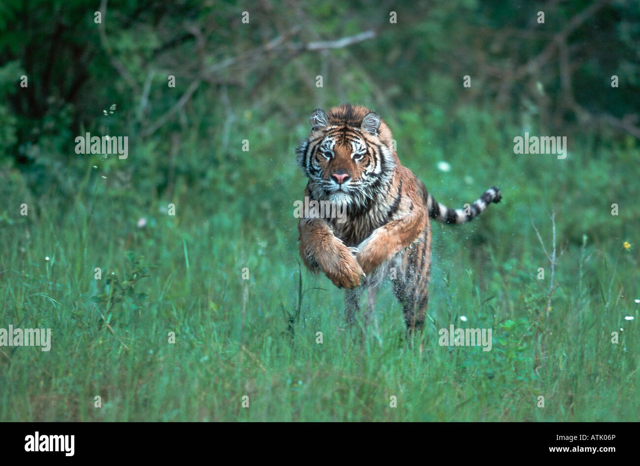 Siberian Tiger Stock Photo