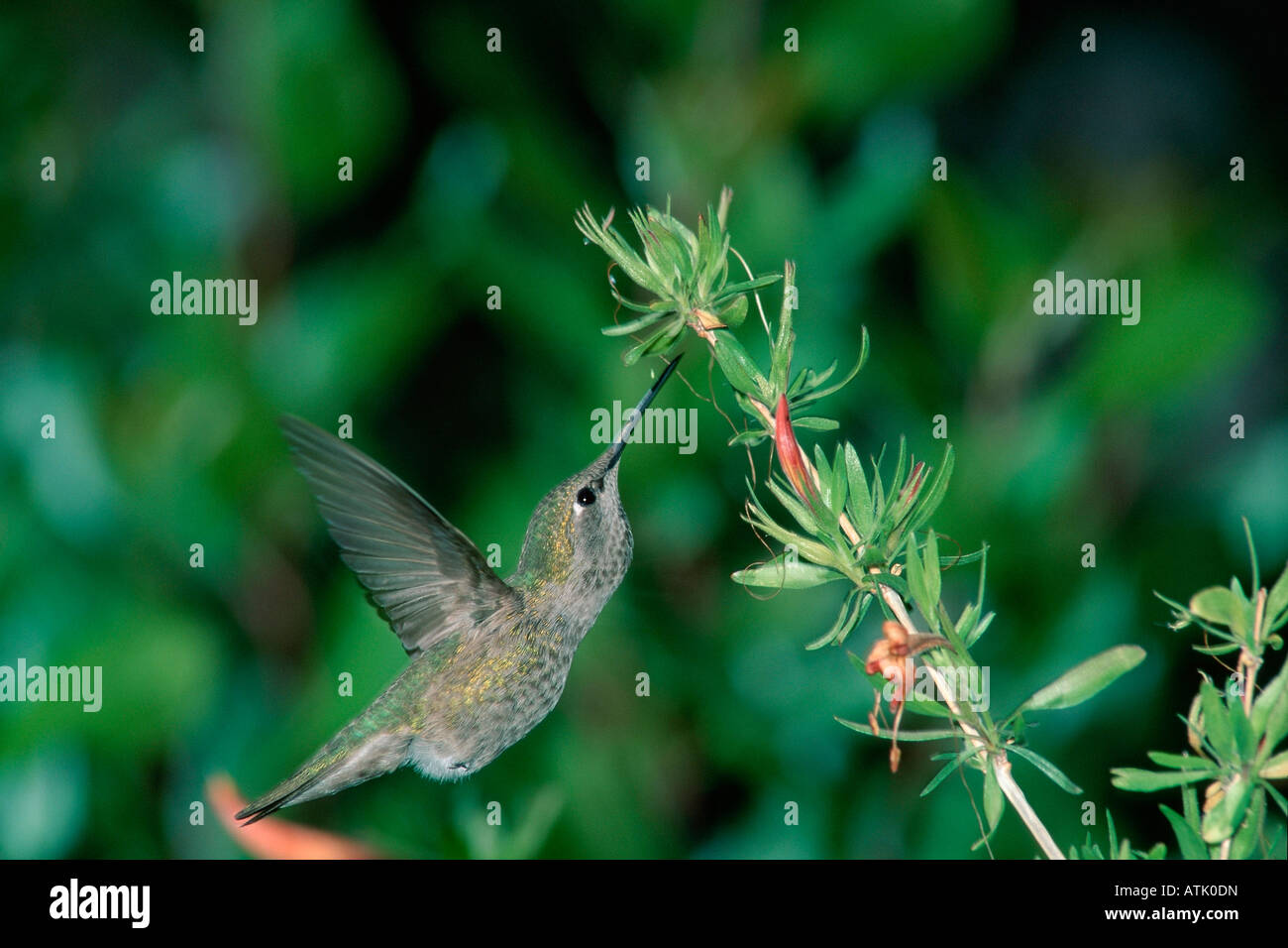Anna's hummingbird eating hires stock photography and images Alamy