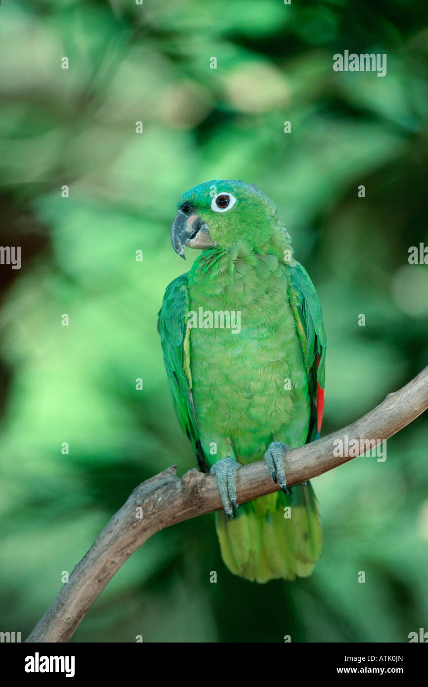 Mealy Amazon Parrot Stock Photo