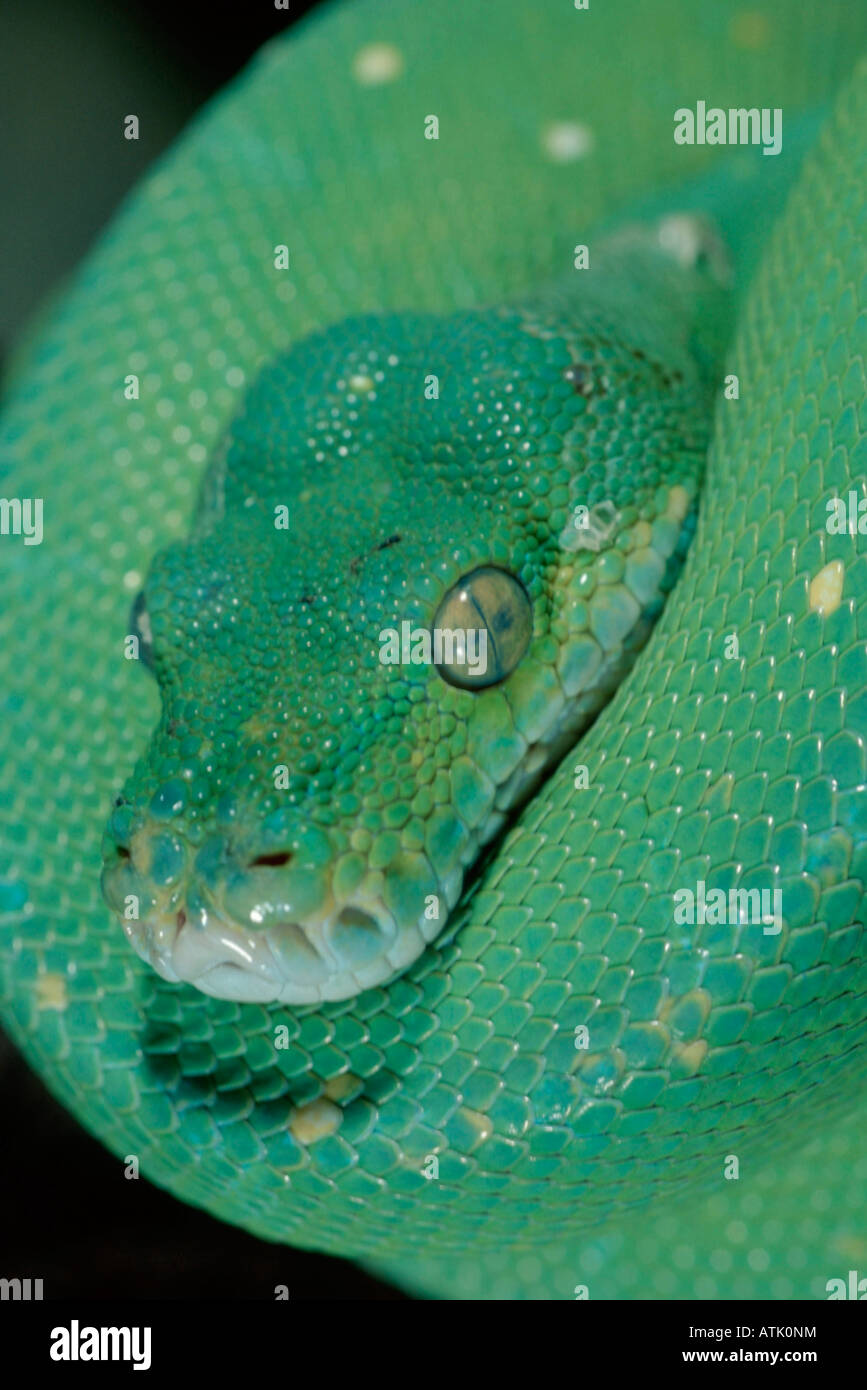Green Tree Python Stock Photo - Alamy