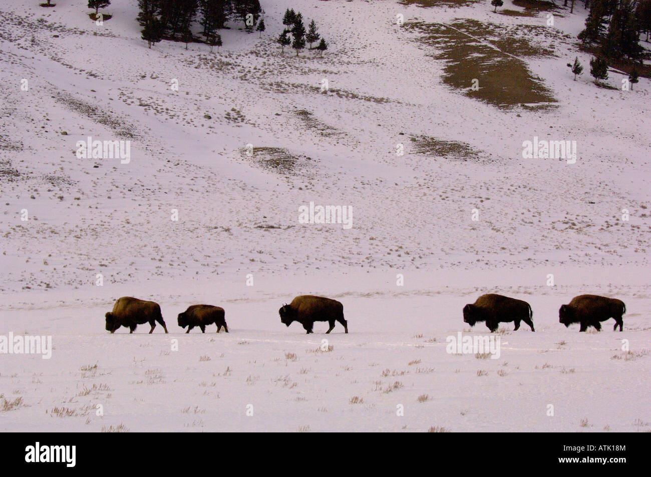 American  Buffalo OR Bison, Bison bison, migrating In snow. Photographed in Yellowstone National Park USA Stock Photo