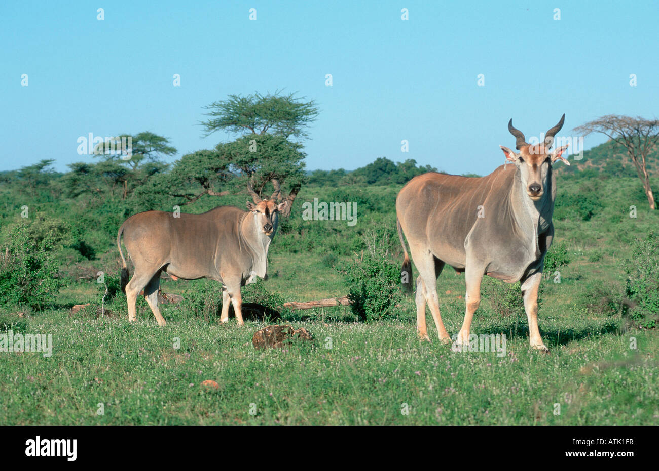 Two elands hi-res stock photography and images - Alamy