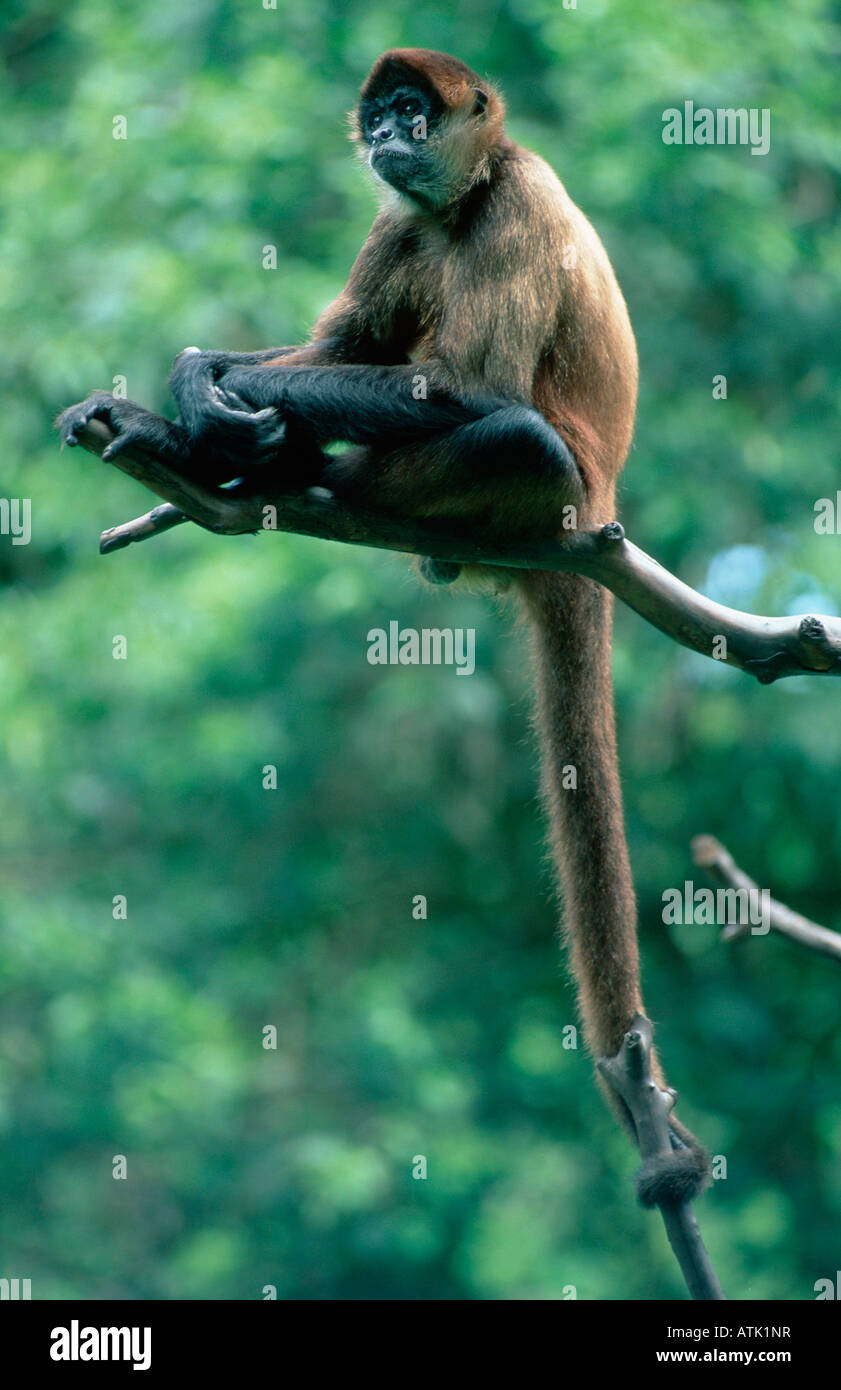 Black-handed Spider Monkey Stock Photo - Alamy