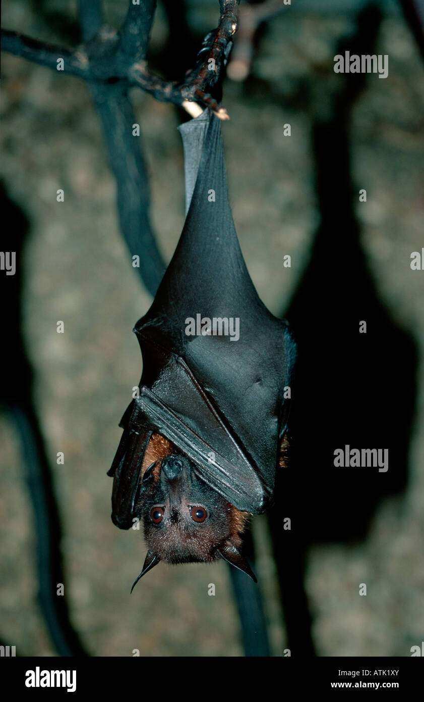 Indian flying fox hi-res stock photography and images - Alamy