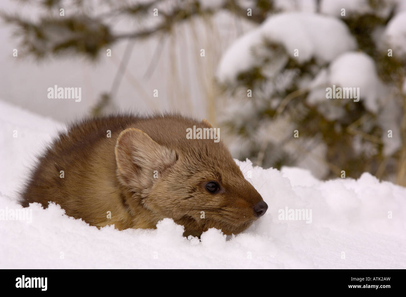 American Pine Marten Martes americana In snow Photographed in USA Stock Photo