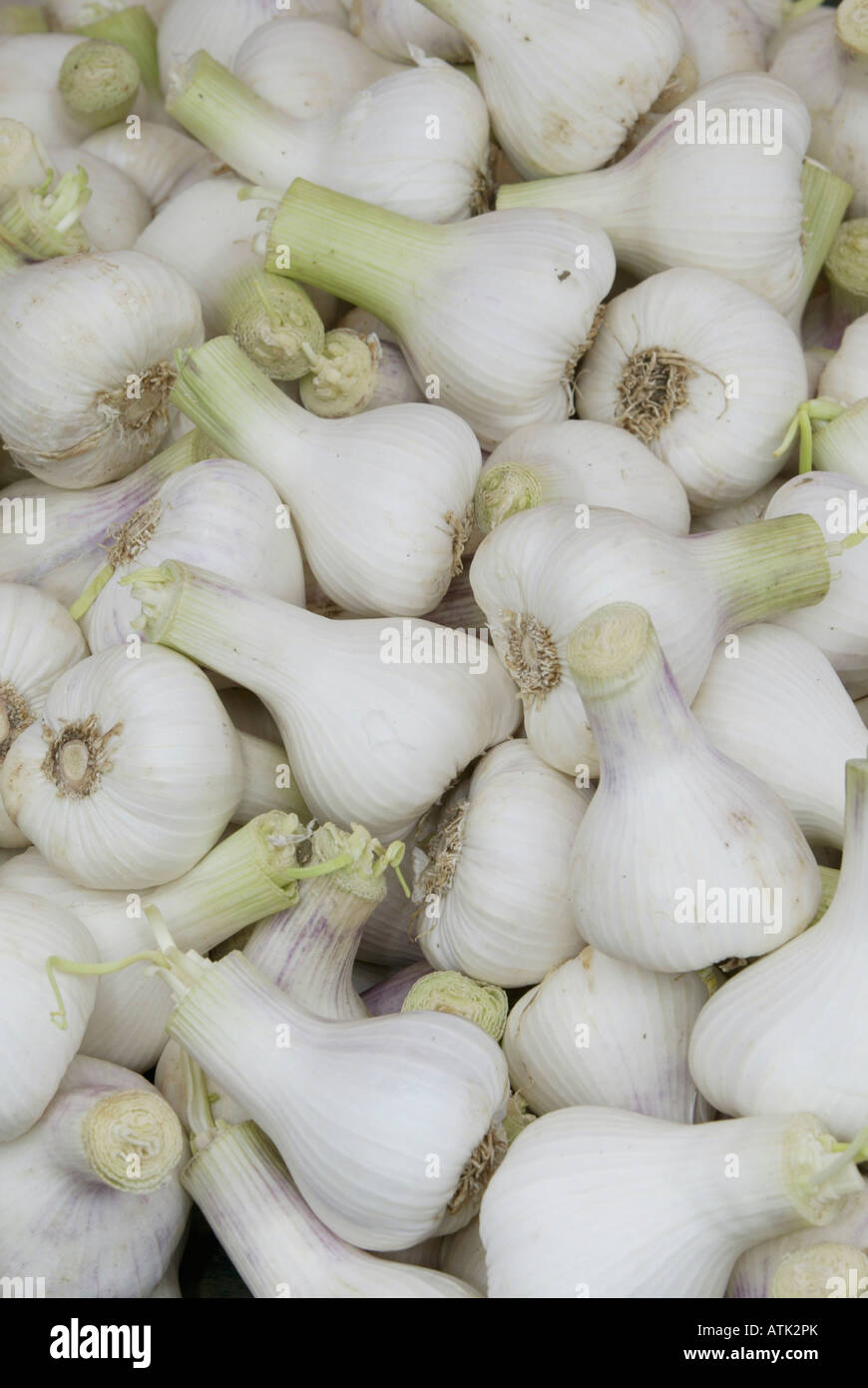 Garlic liliaceae hi-res stock photography and images - Alamy