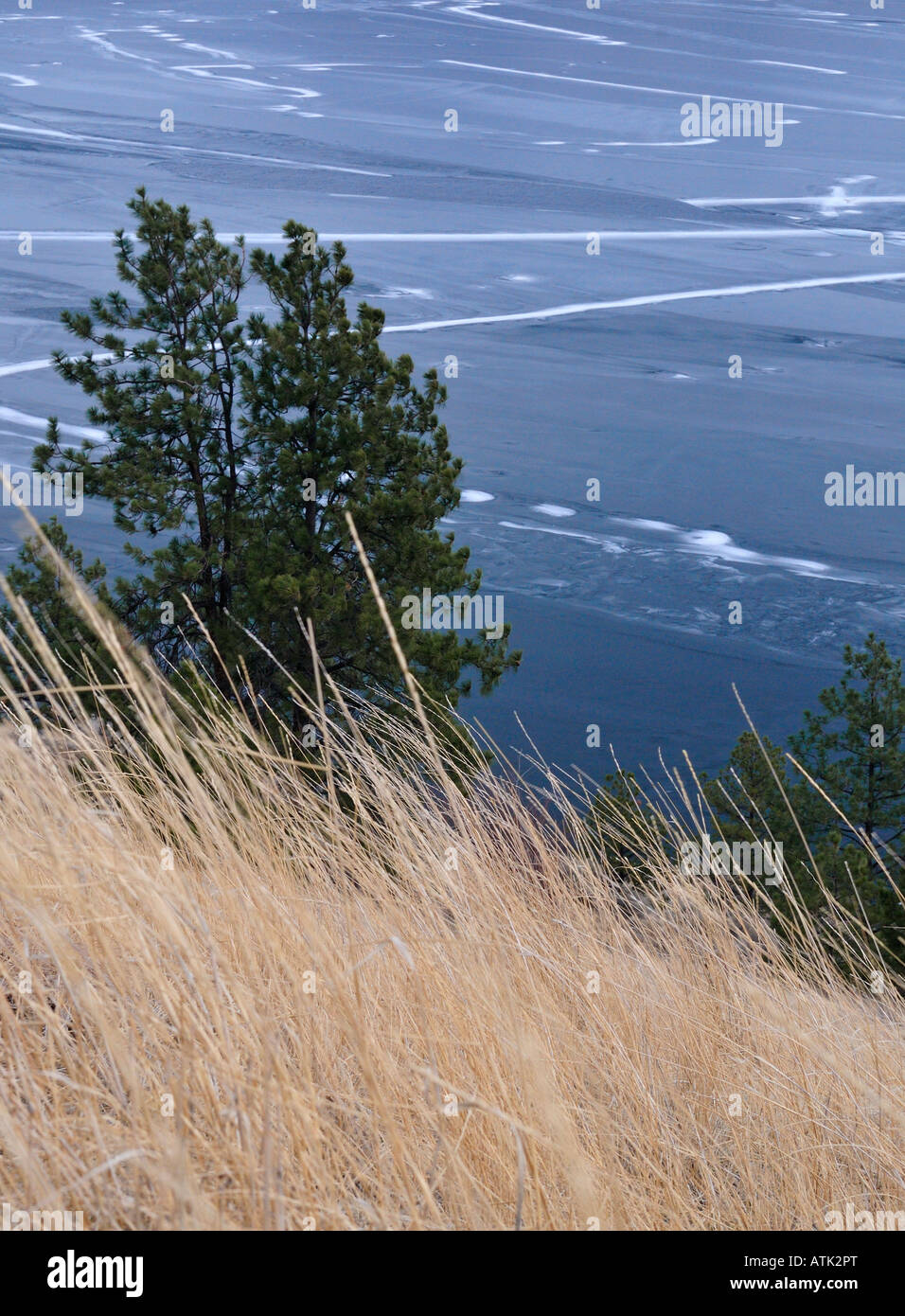 Ponderosa pine grassland and frozen Skaha Lake Stock Photo