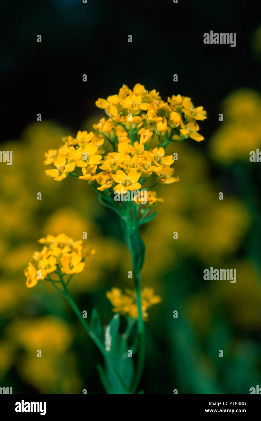 Alyssum saxatile hi-res stock photography and images - Alamy
