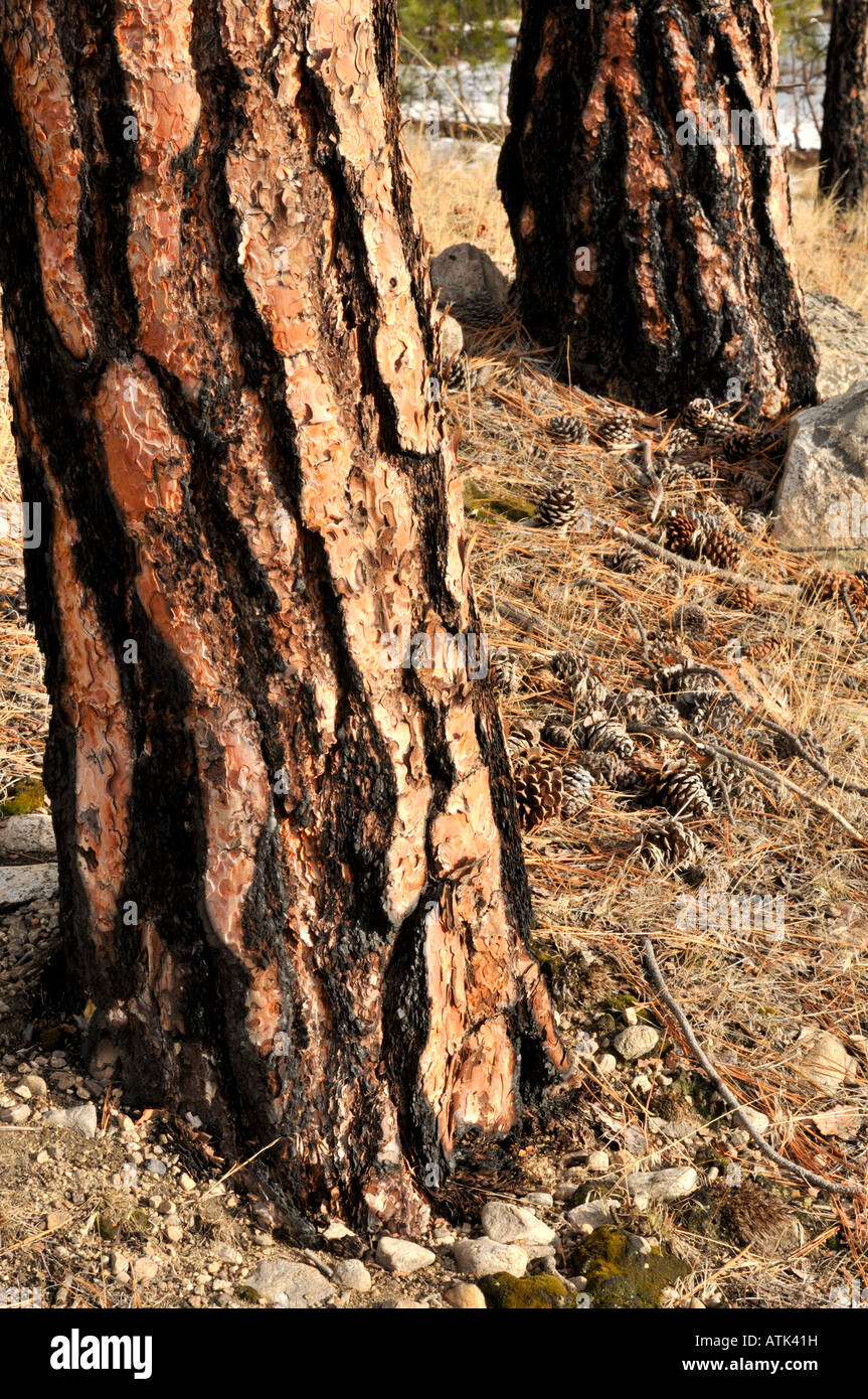 Ponderosa pine (Pinus ponderosa) trunks Stock Photo