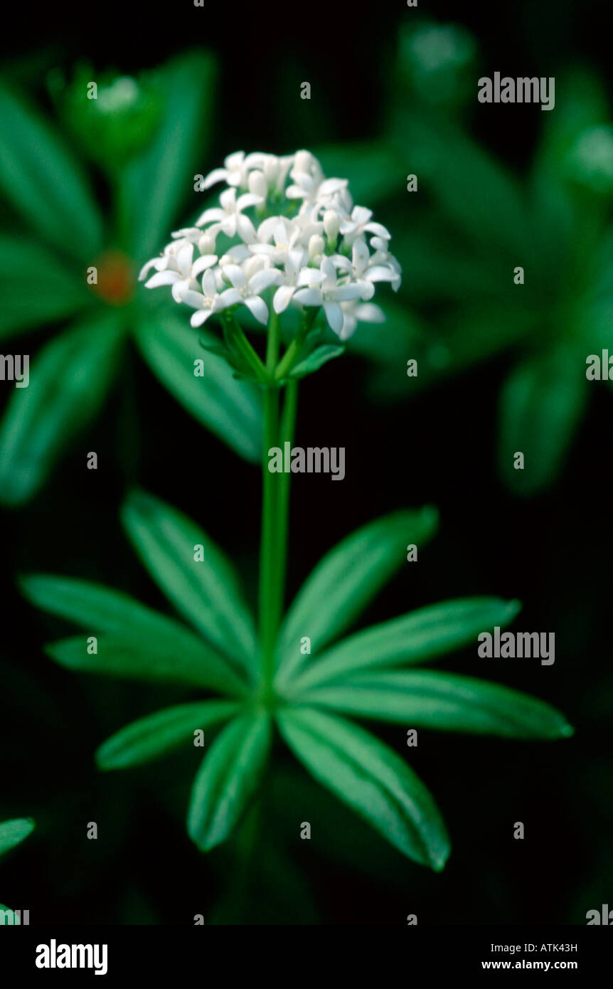 Woodruff Stock Photo