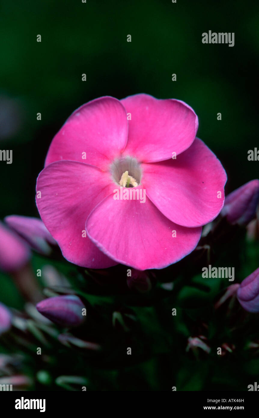 Phlox Stock Photo