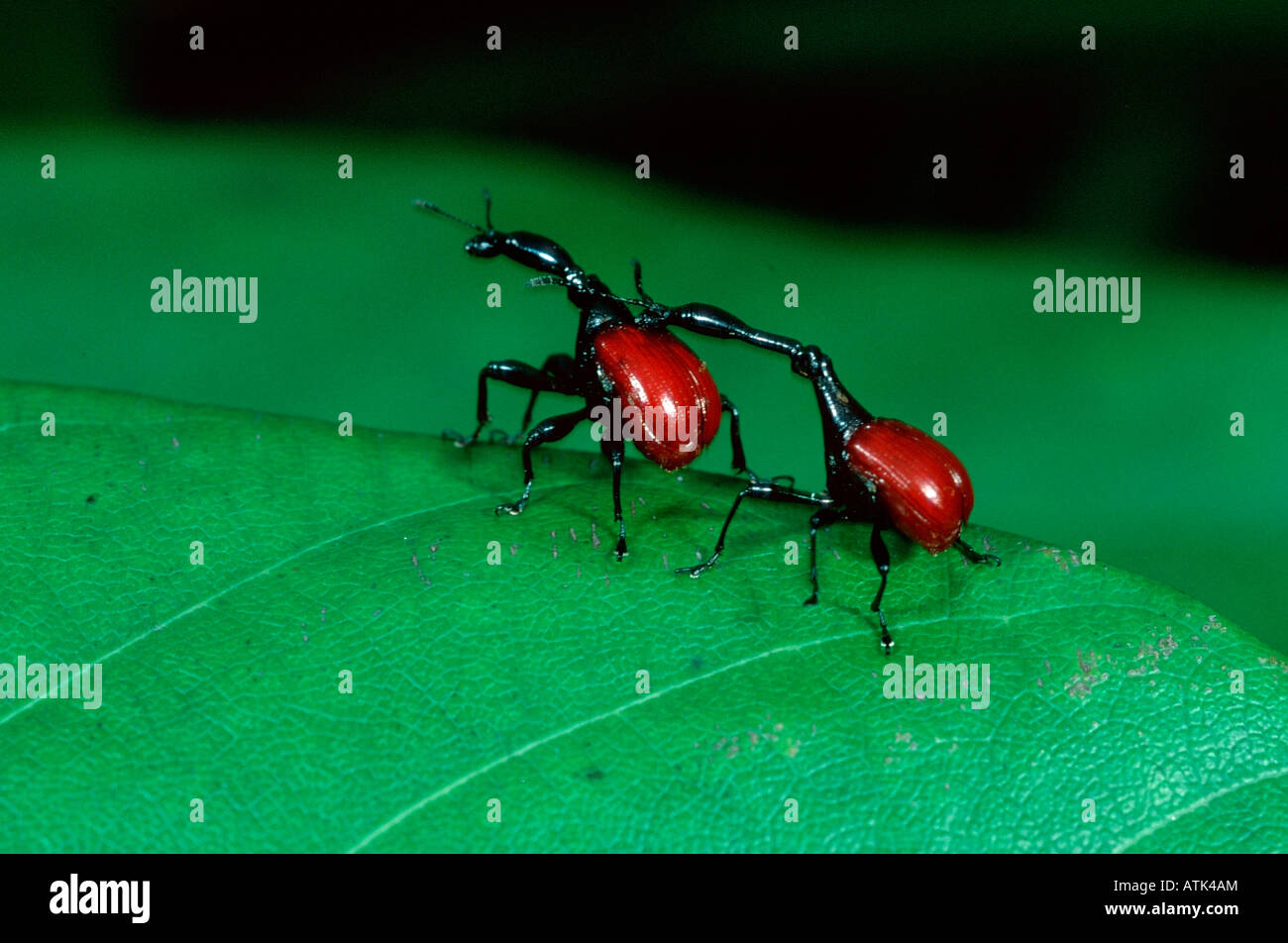 Giraffe-necked Weevil / Giraffe Beetle Stock Photo - Alamy