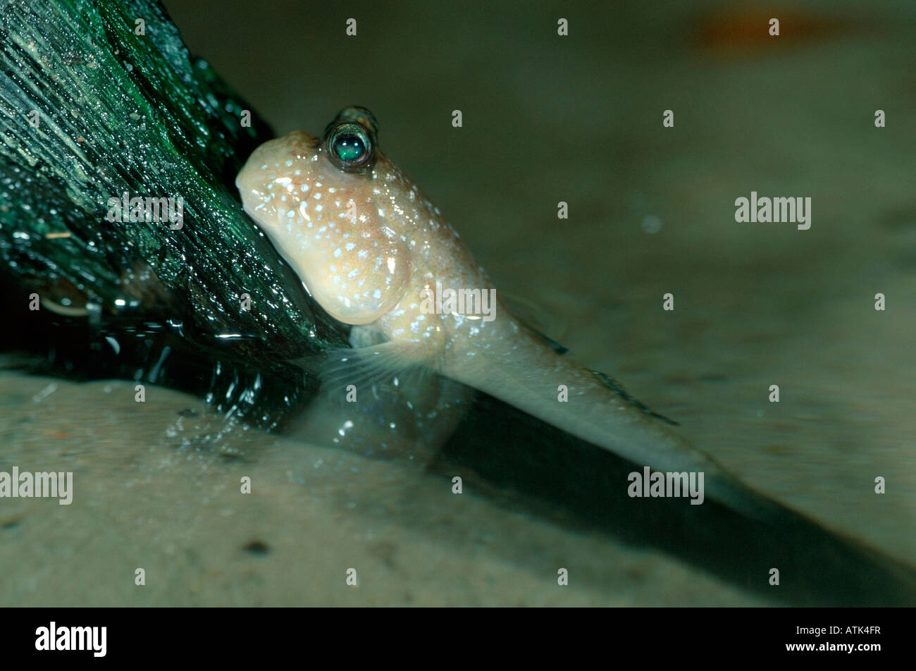 Mudhopper / Climbingfish Stock Photo Alamy