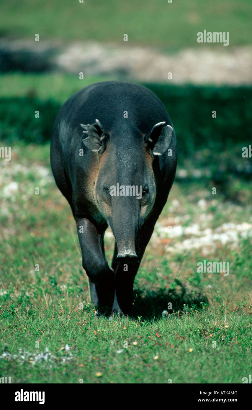 https://www.alamy.com/licenses-and-pricing/?v=1