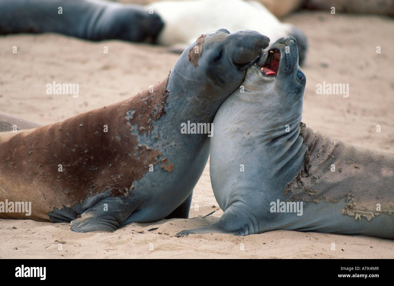Northern Elephant Seal / Noerdlicher See-Elefant Stock Photo