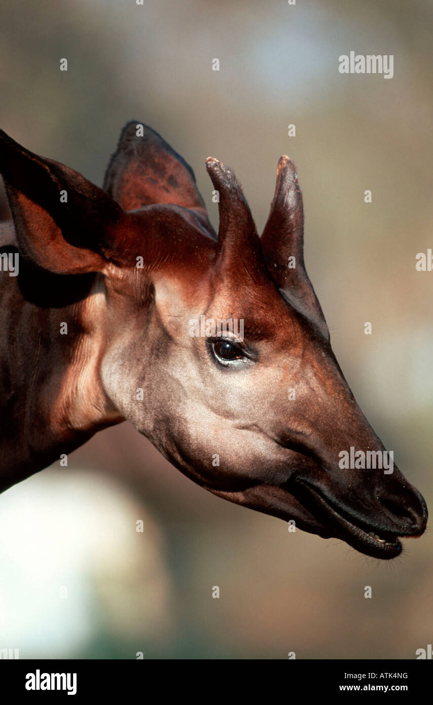 Single okapi hi-res stock photography and images - Alamy