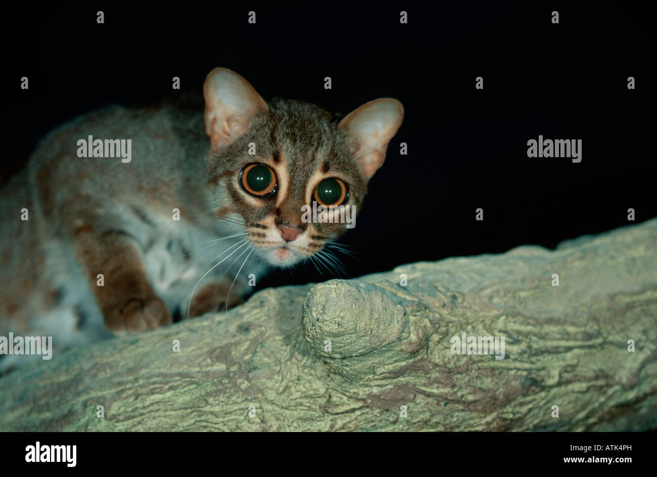 Rusty-spotted Cat / Rostkatze Stock Photo - Alamy