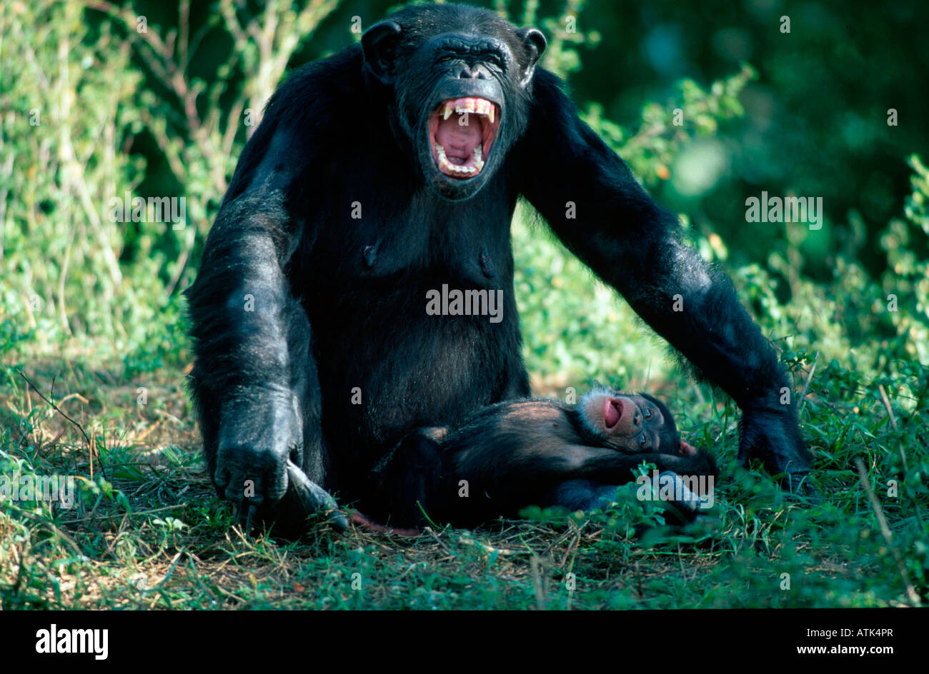 Chimpanzee / Chimpy / Schimpanse Stock Photo
