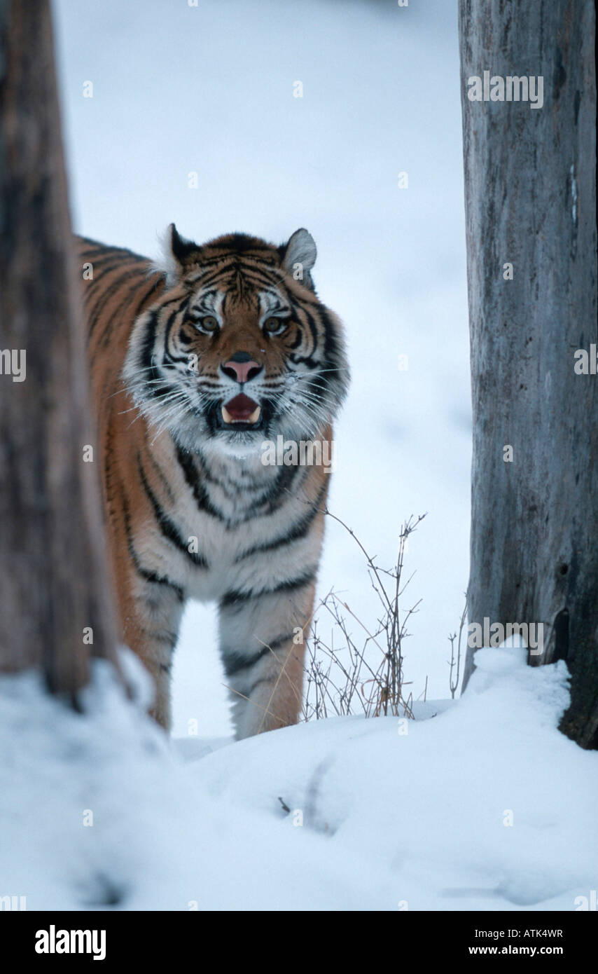 Siberian Tiger Sibirischer Tiger Amurtiger Stock Photo Alamy Siberian Tiger Sibirischer Tiger Amurtiger Stock Photo Alamy