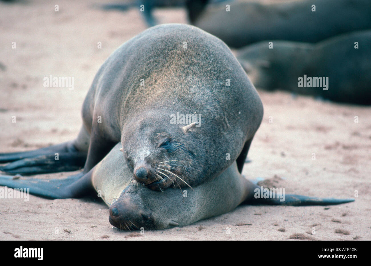 South African Fur Seal / Suedafrikanischer Seebaer / Zwergseebaer Stock Photo