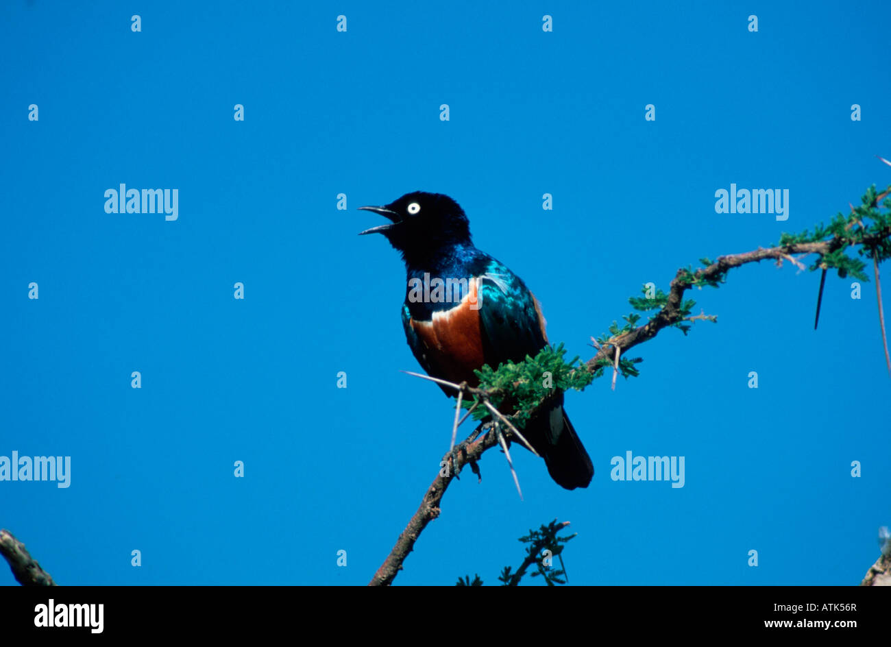 Superb Starling / Dreifarben-Glanzstar Stock Photo