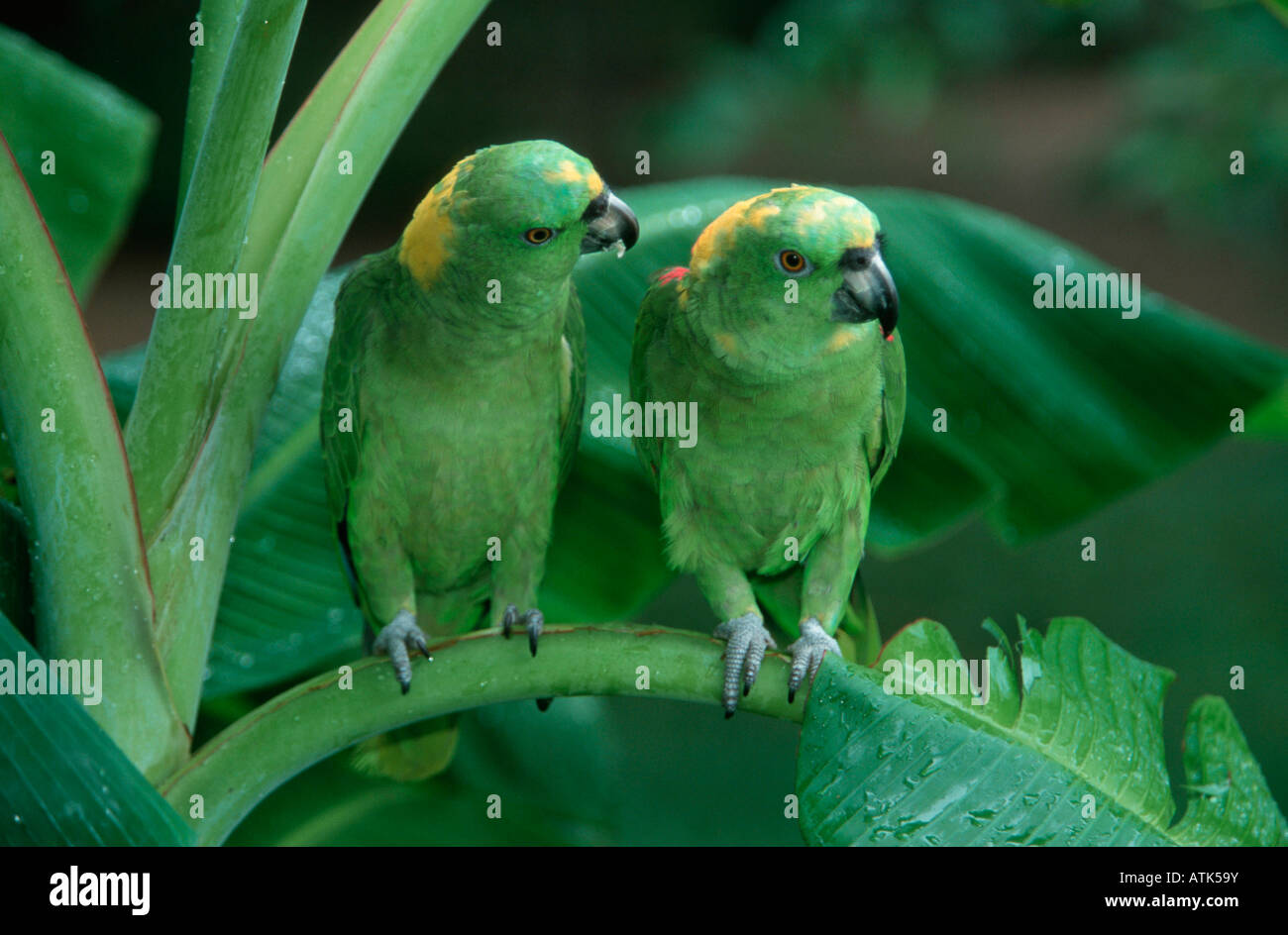 Yellownaped Amazon / Goldennaped Amazon / Gelbnackenamazone Stock