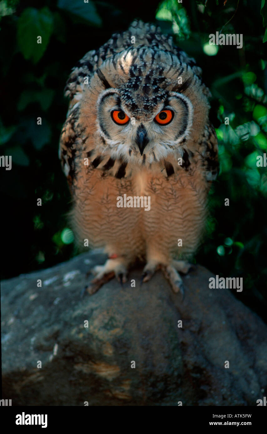 Cape Eagle Owl / Kapuhu Stock Photo - Alamy