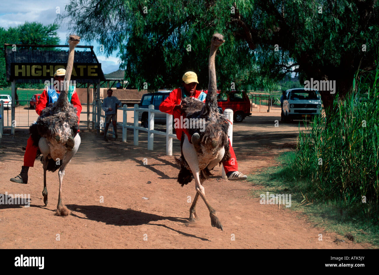 South African Ostrich / Suedafrikanischer Strauss Stock Photo