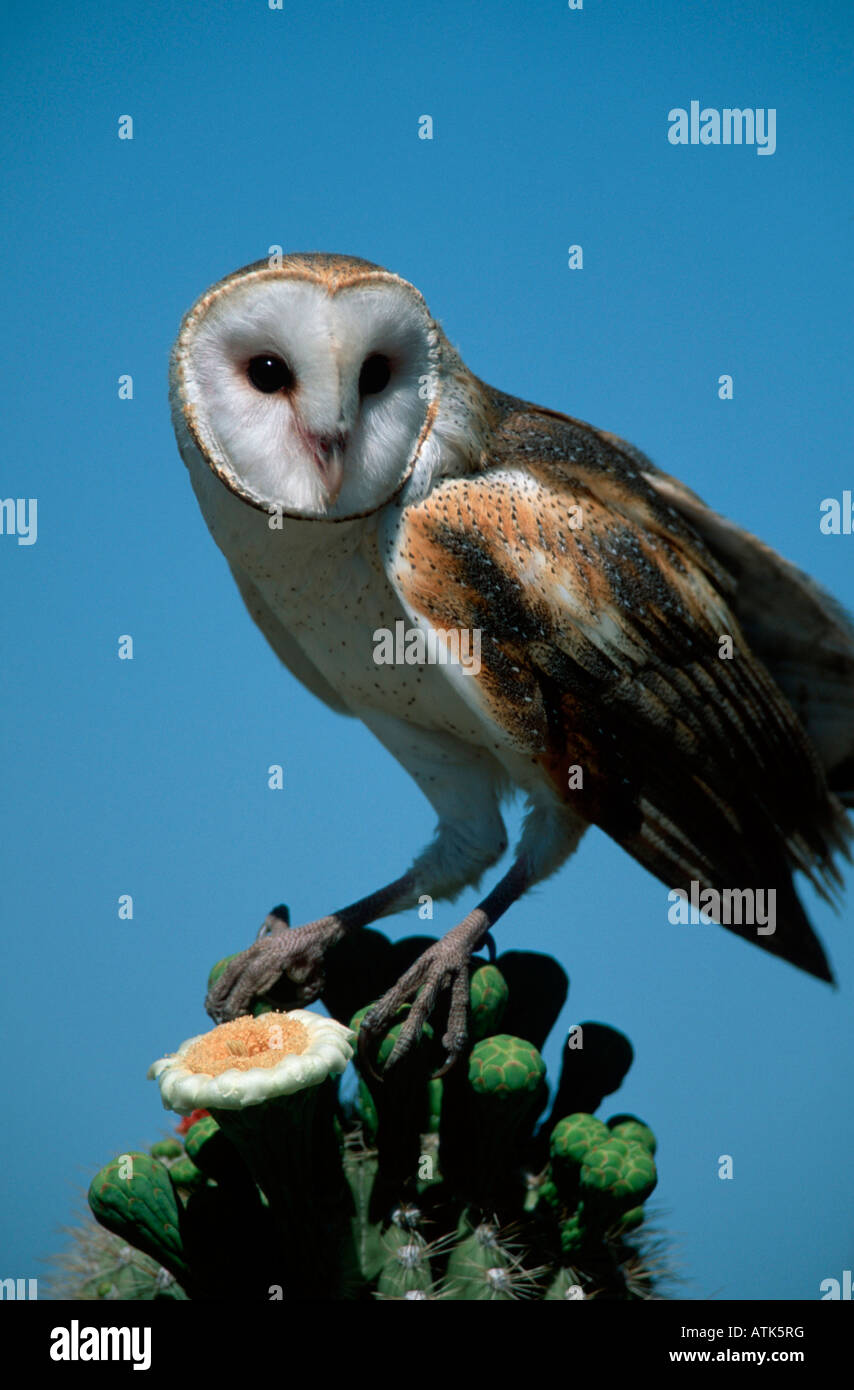 Barn Owl / Schleiereule Stock Photo