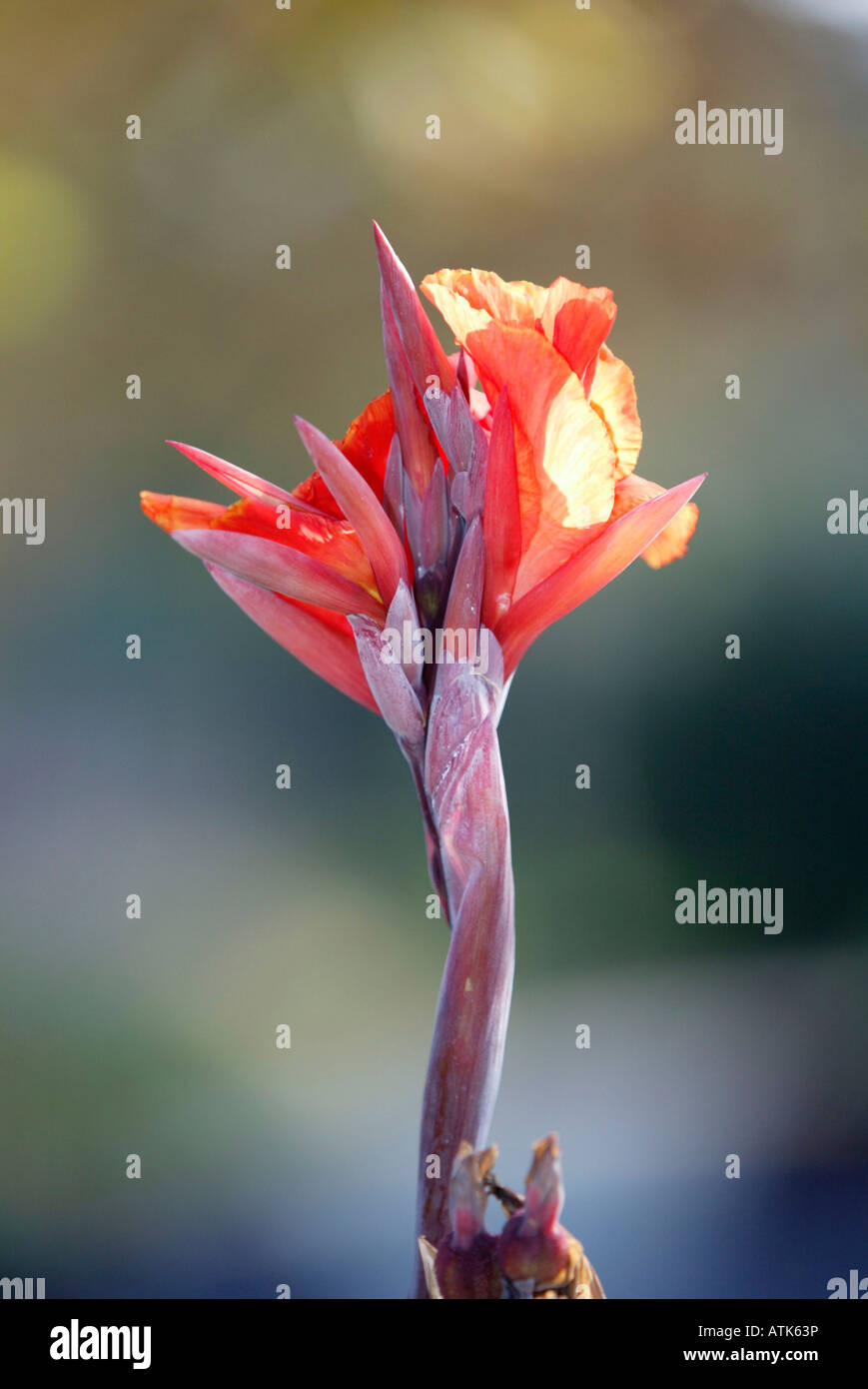Canna / Indisches Blumenrohr Stock Photo