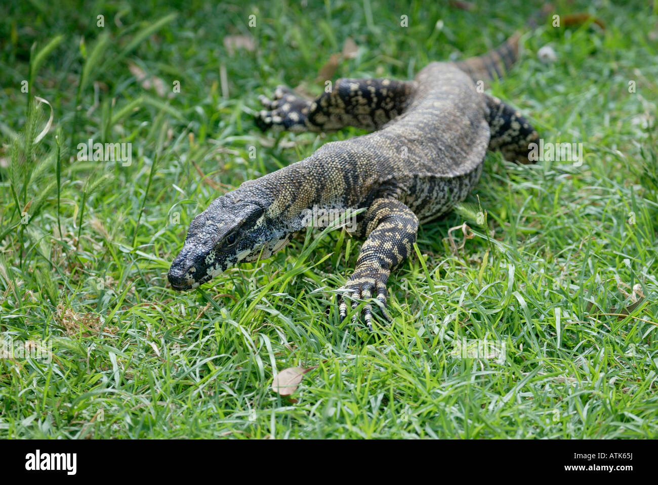 Common Tree Monitor / Lace Monitor / Buntwaran Stock Photo Alamy