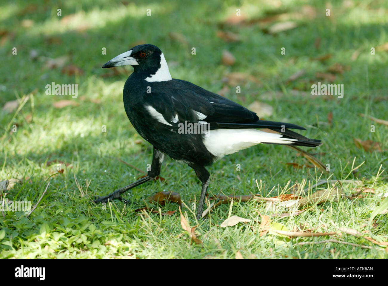 Australian Magpie / Floetenvogel Stock Photo - Alamy