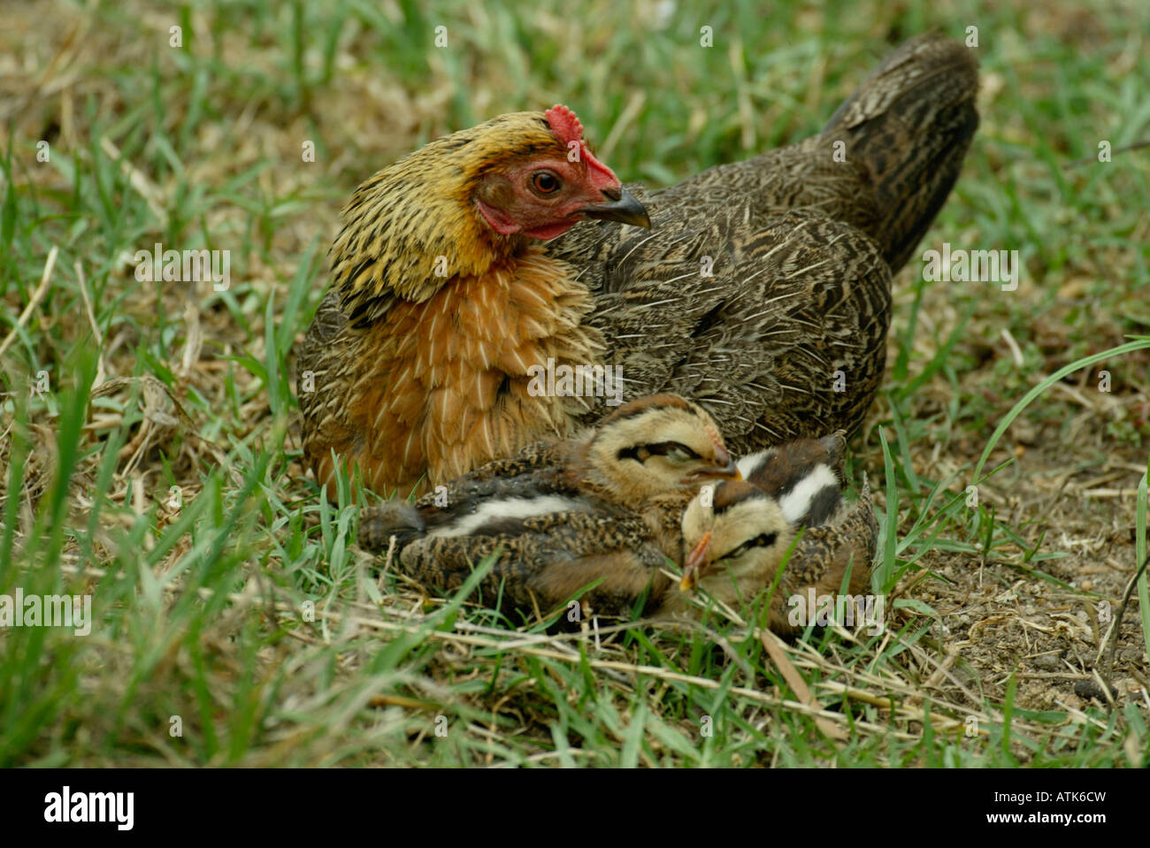 Domestic Fowl   Haushuhn   Glucke Stock Photo - Alamy