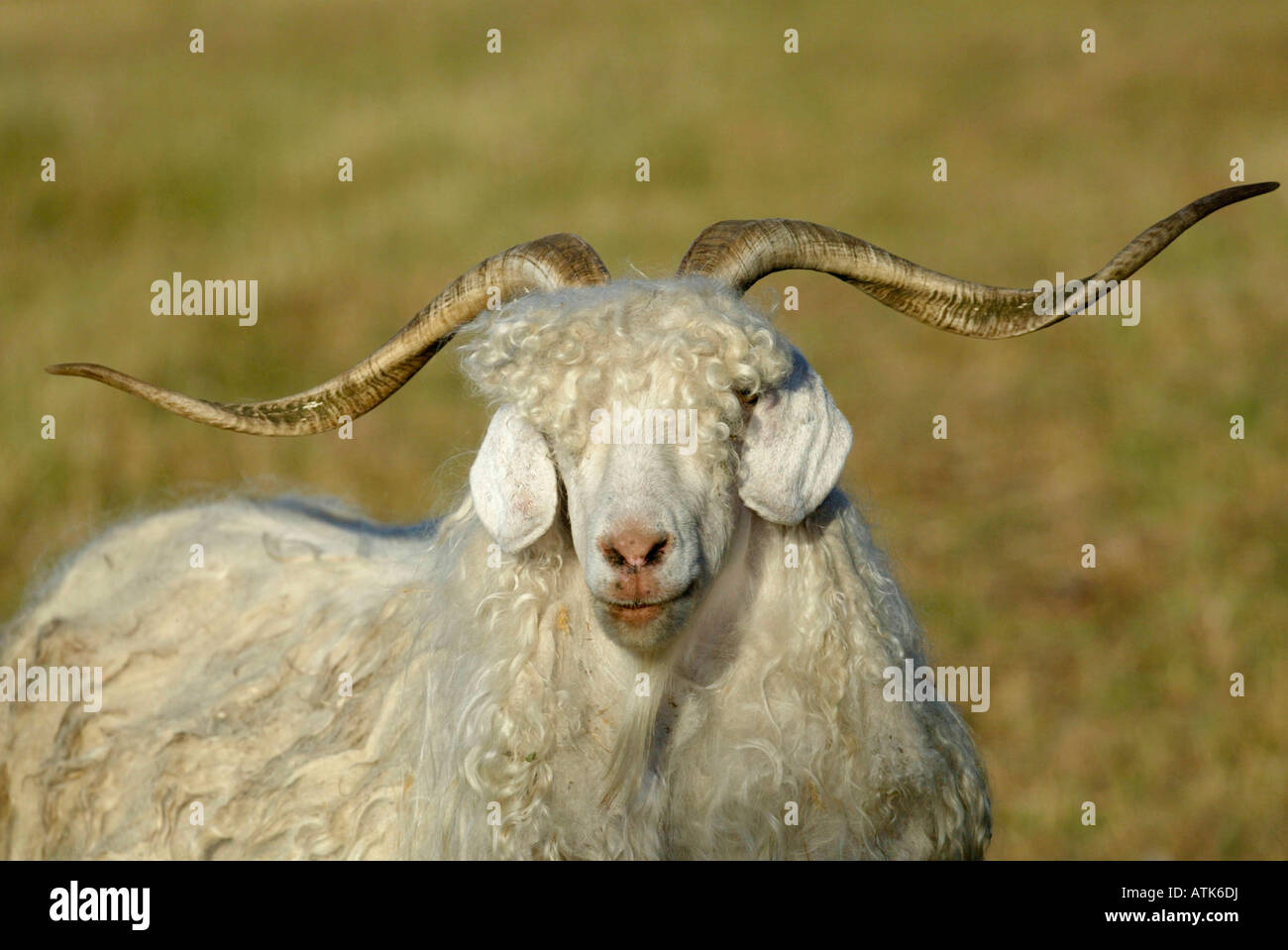 Domestic Goat / Mohair Goat / Hausziege / Angora-Ziege Stock Photo